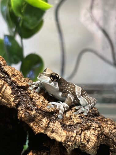 Amazon Milk Frog