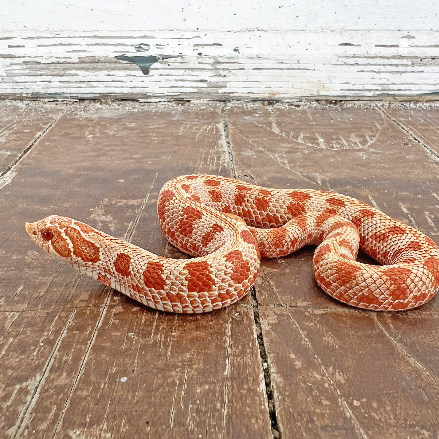 Taki, our 2022 Purple Line Albino Hognose Girl