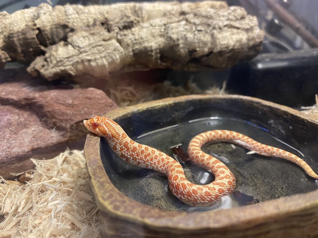 Hognose Snakes – Creature Farm