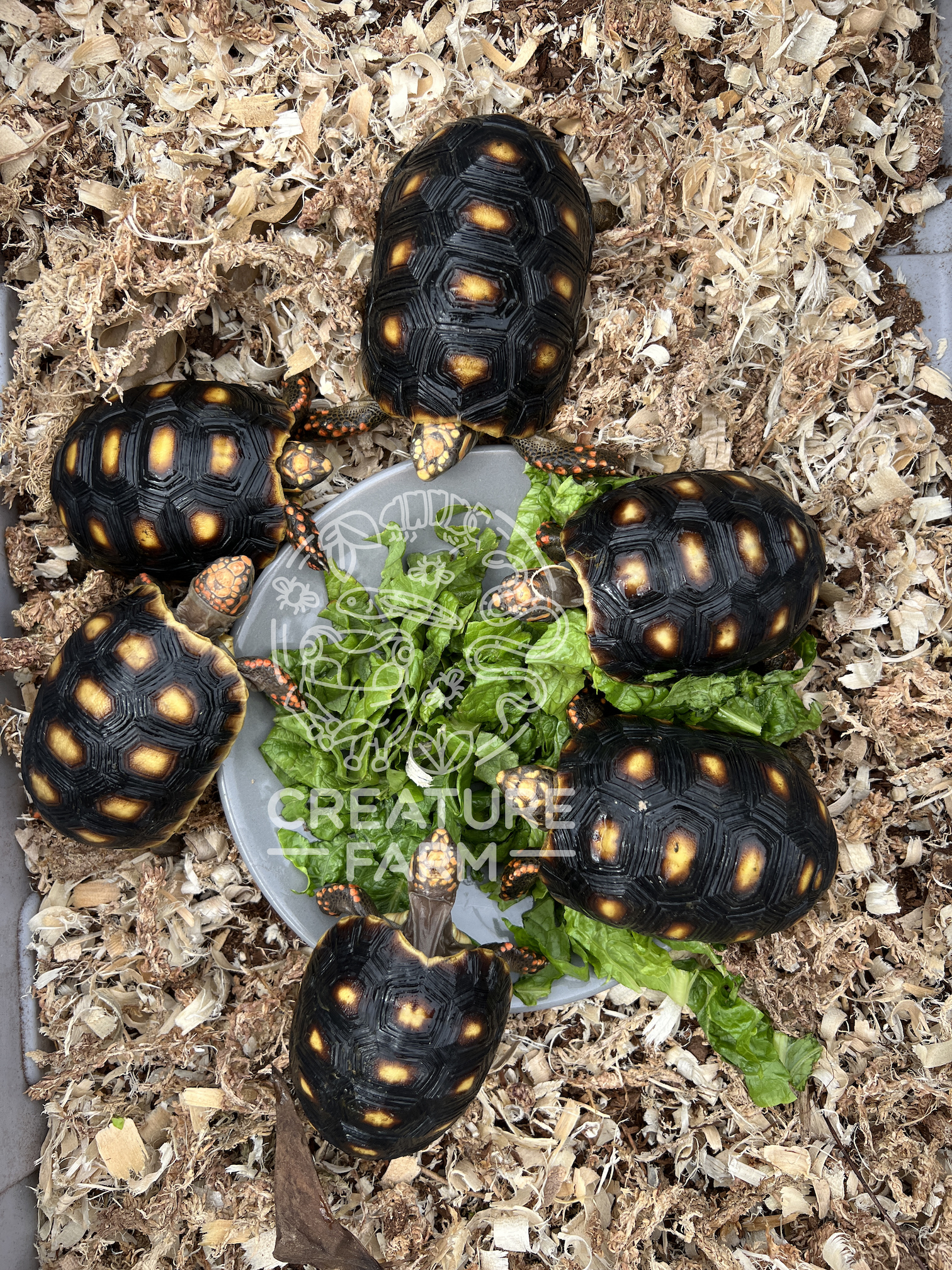 Six baby red footed tortoises around a plate of lettuce