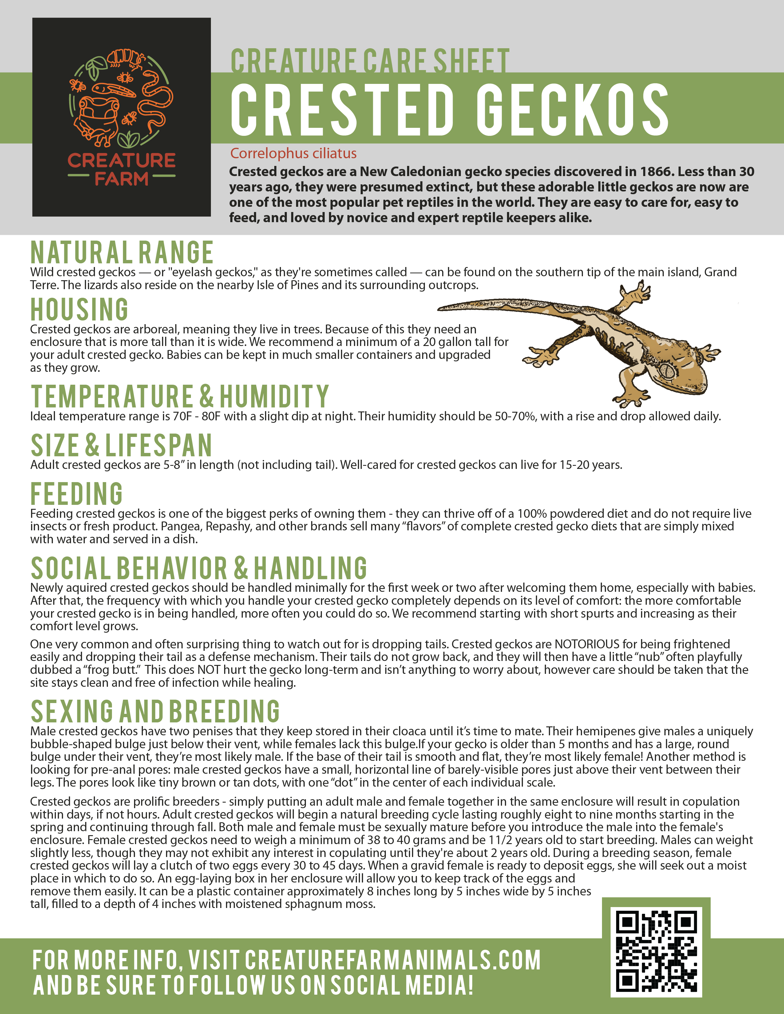 Crested Gecko Species Profile 60 OFF Www pinnaxis