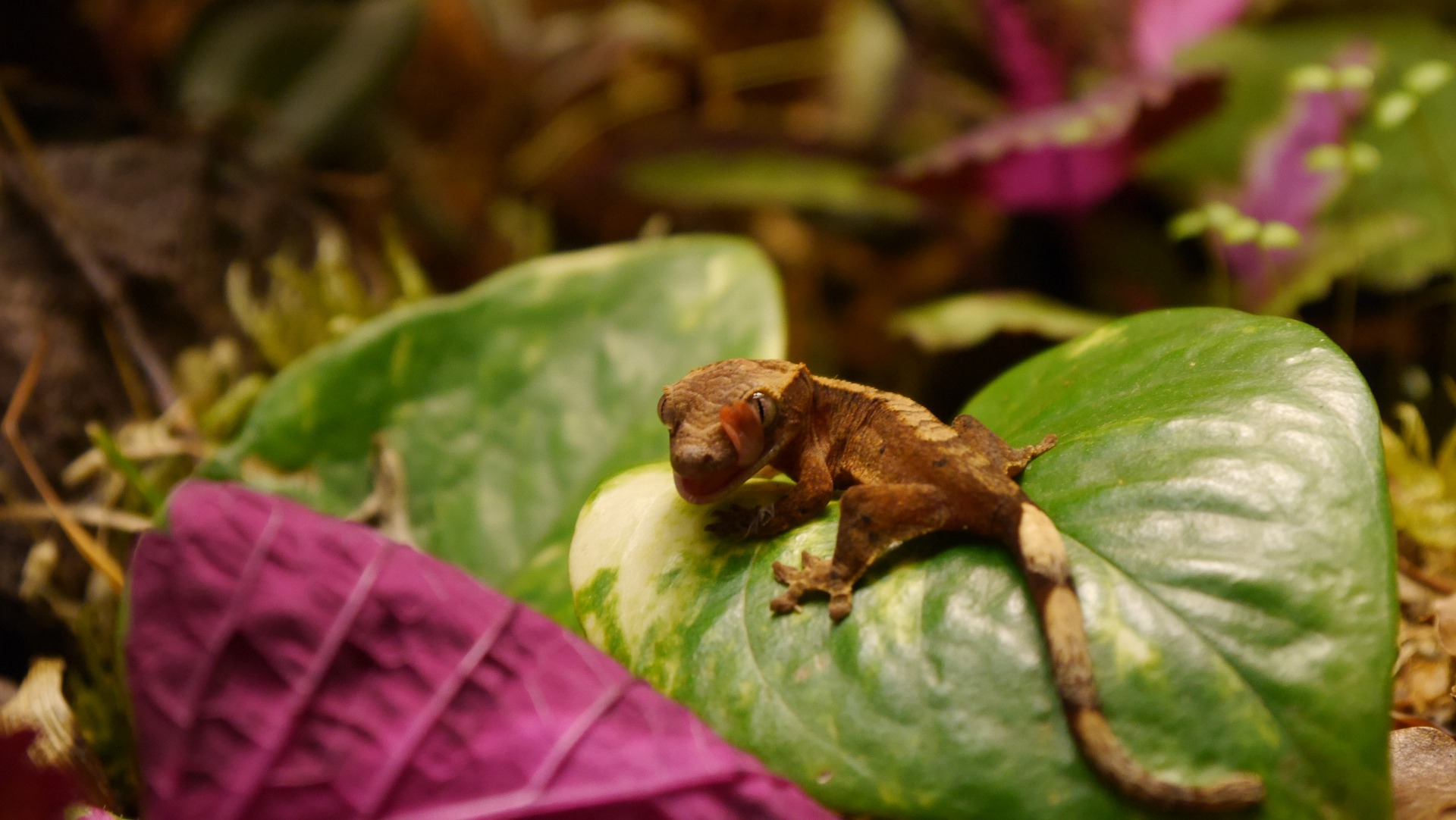 Crested Gecko Care – Creature Farm