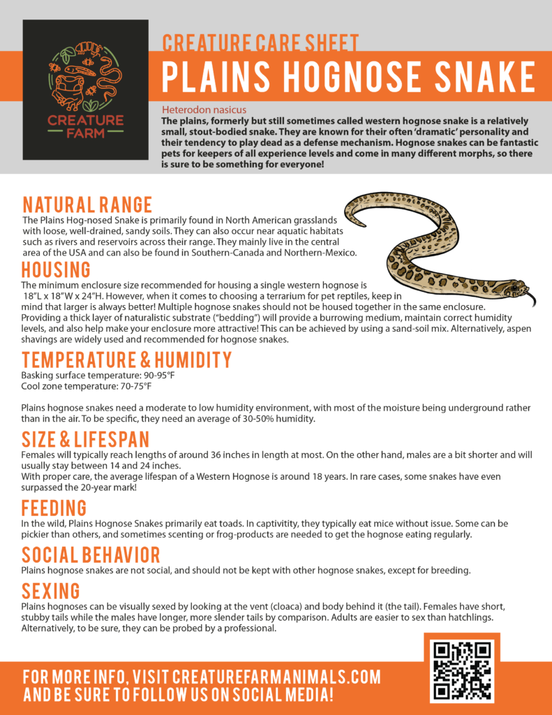 Western Hognose Care – Creature Farm