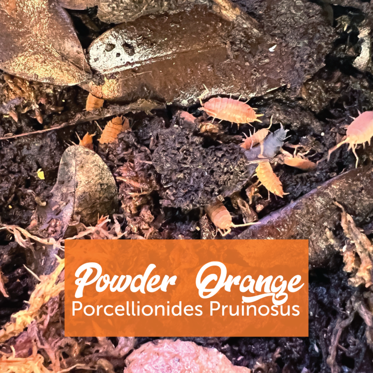 Powder Orange Isopods + Springtails – Creature Farm