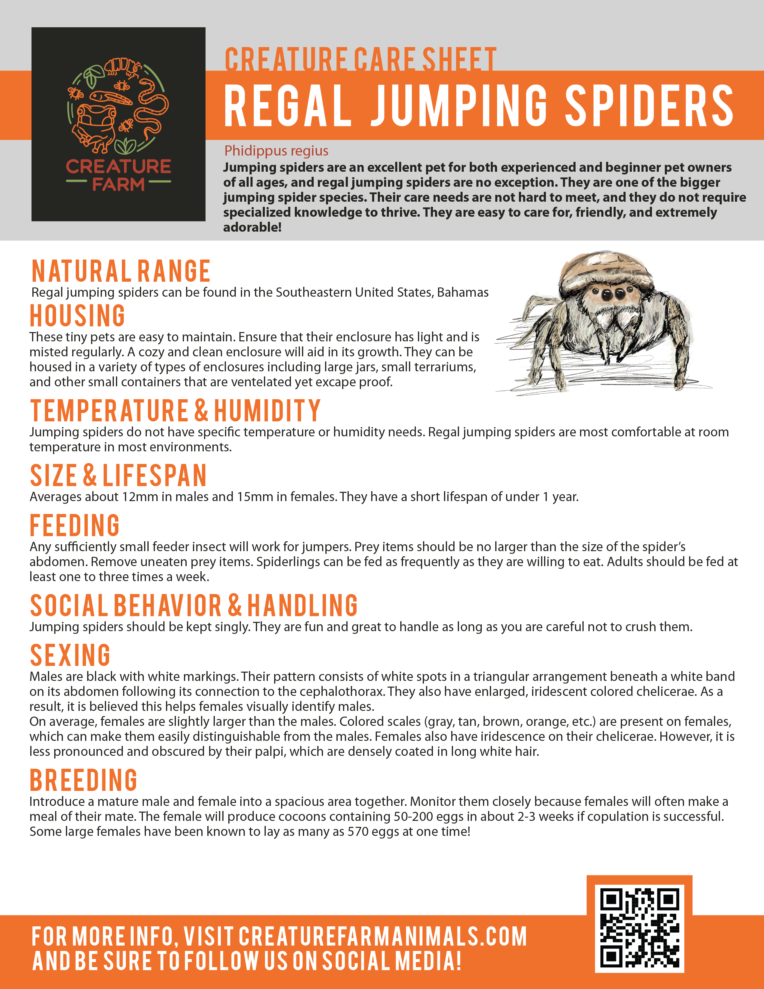 JUMPING SPIDER AS PET: A Comprehensive Jumping Spider Pet Care Guide for  Beginners including habitat, diet, handling, breeding, cost and maintenance.