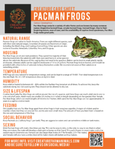 Picture of Pacman Frog Care – Creature Farm