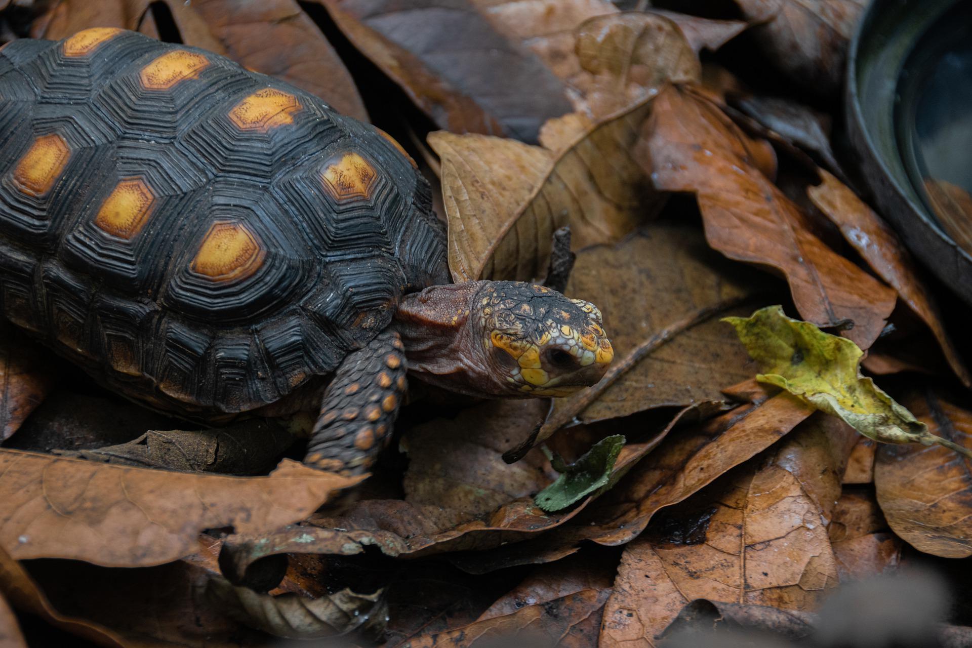 red footed tortoise on a pile of brown leaves