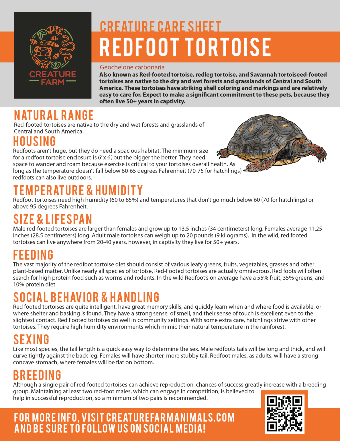 Red-foot Tortoises – Creature Farm