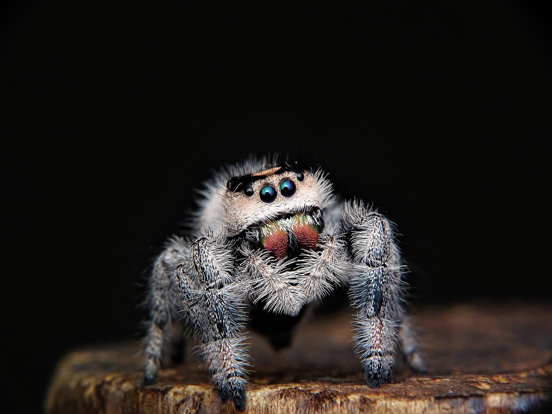 fuzzy white and gray colored spider looking at the camera with head cocked. black background. spider is standing on a piece of wood.