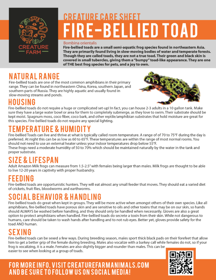 Fire-bellied Toad Care – Creature Farm