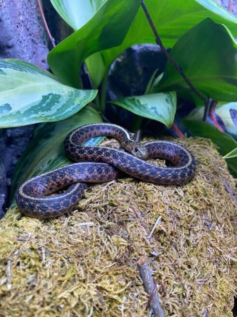 Garter Snake Breeding Plans – Creature Farm