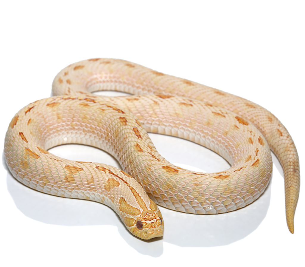 Hognose Breeding Plans – Creature Farm