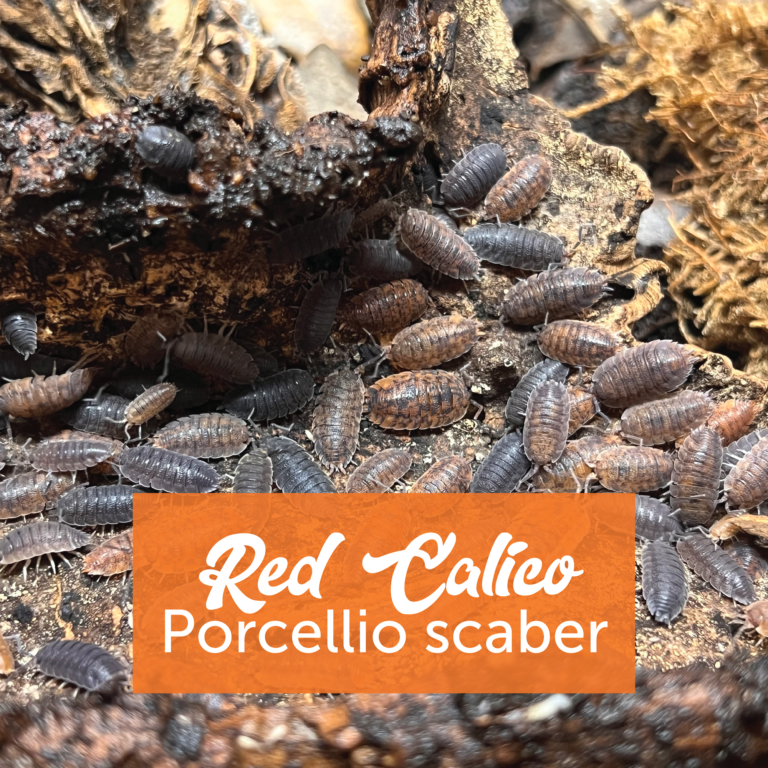 Red Calico Isopods + Springtails – Creature Farm