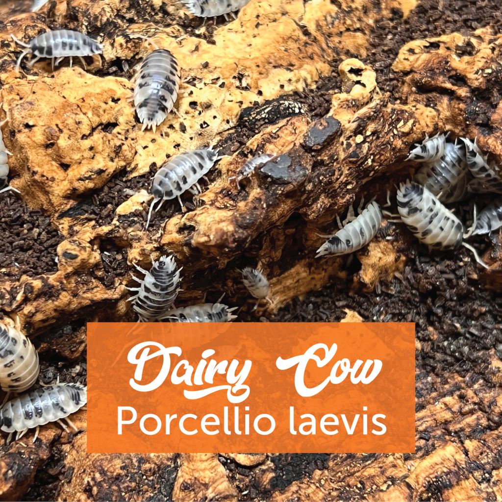 Dairy Cow Isopods + Springtails – Creature Farm