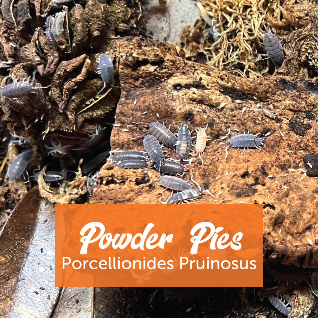 Powder Pie Isopods + Springtails – Creature Farm