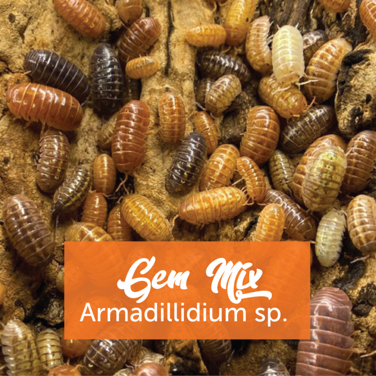 Gem Mix Isopods (With Springtails) – Creature Farm