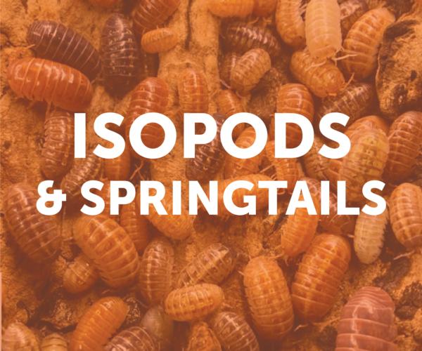 Isopods and Springtails