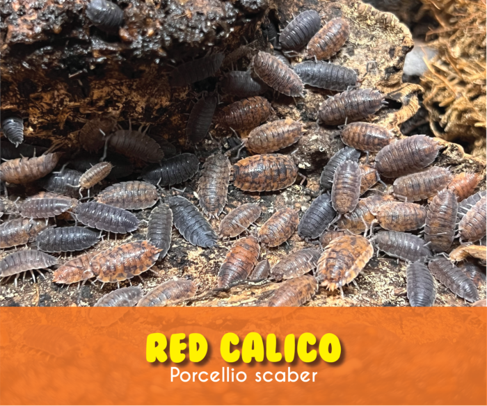 Red Calico Isopods (With Springtails)