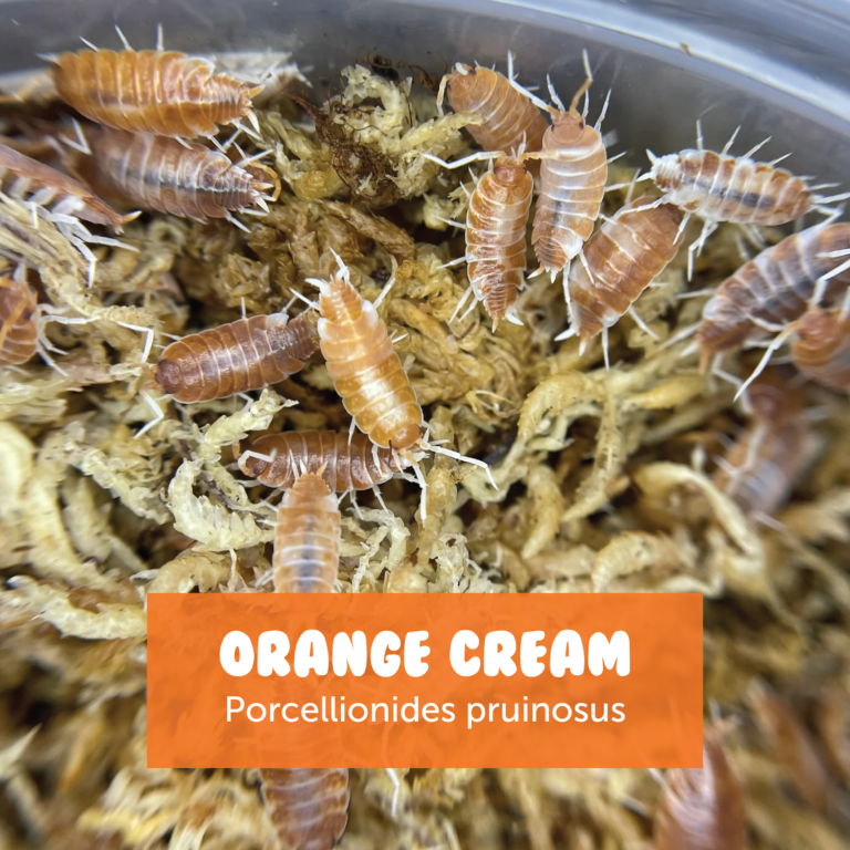 Orange Cream Isopods – Creature Farm