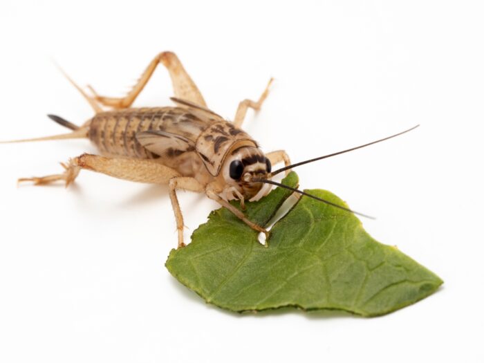 Feeder Crickets (Banded)