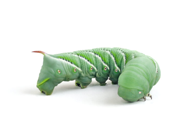 Live Hornworms - Fluker's