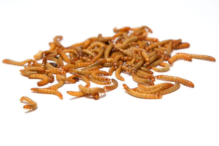 Live Mealworms - Fluker's