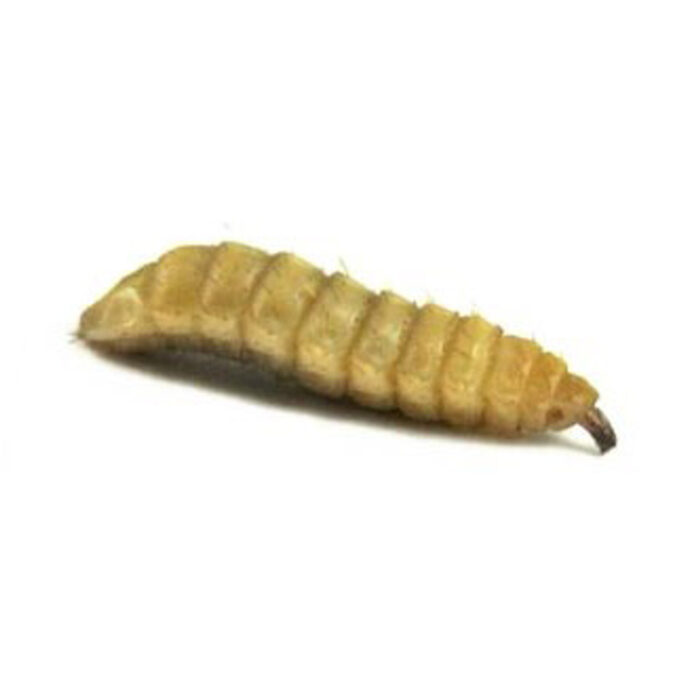 Live Black Soldier Fly Larvae (Soldier Worms) - Fluker's