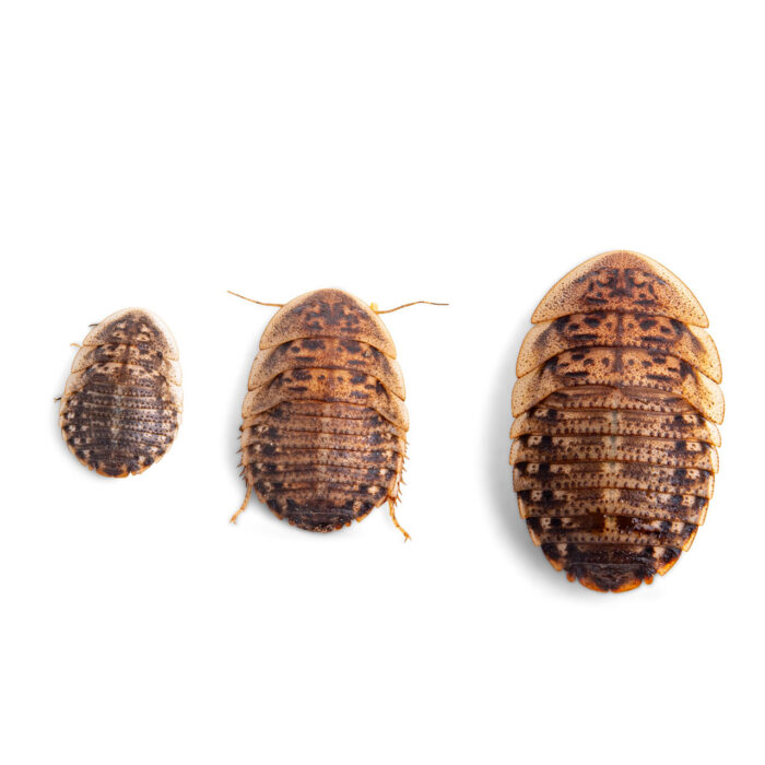 Live Dubia Roaches - Fluker's