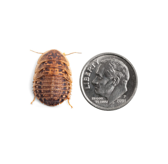 Live Dubia Roaches - Fluker's - Image 3