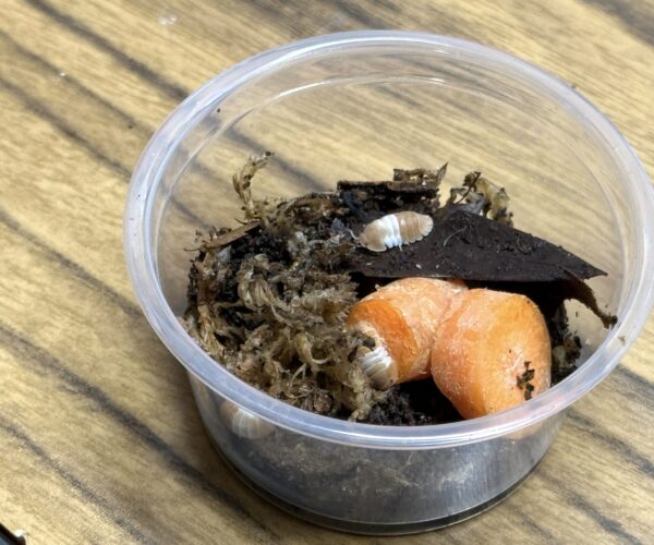 Red Panda Isopods