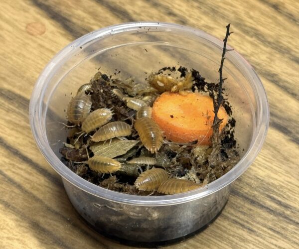 Orange Laevis Isopods