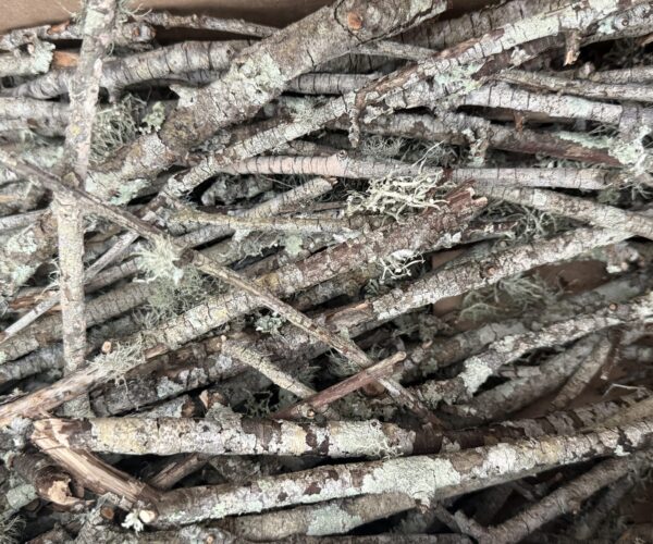 Lichen Twigs