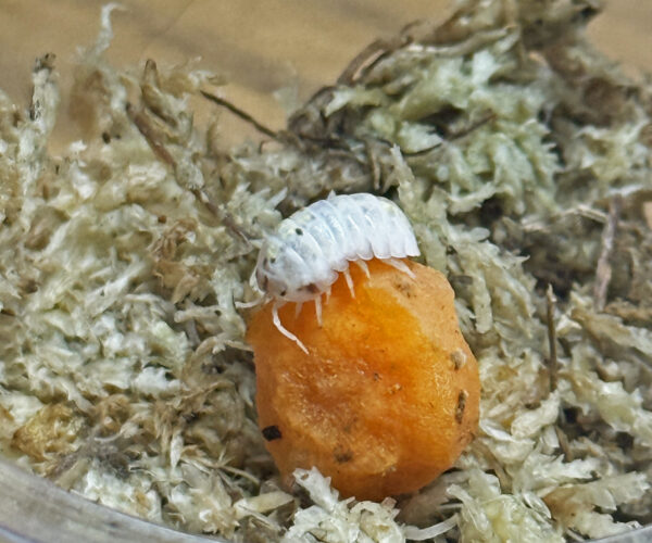 Magic Potion Isopods