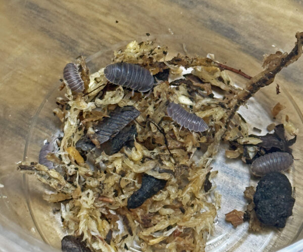 Little Sea Isopods