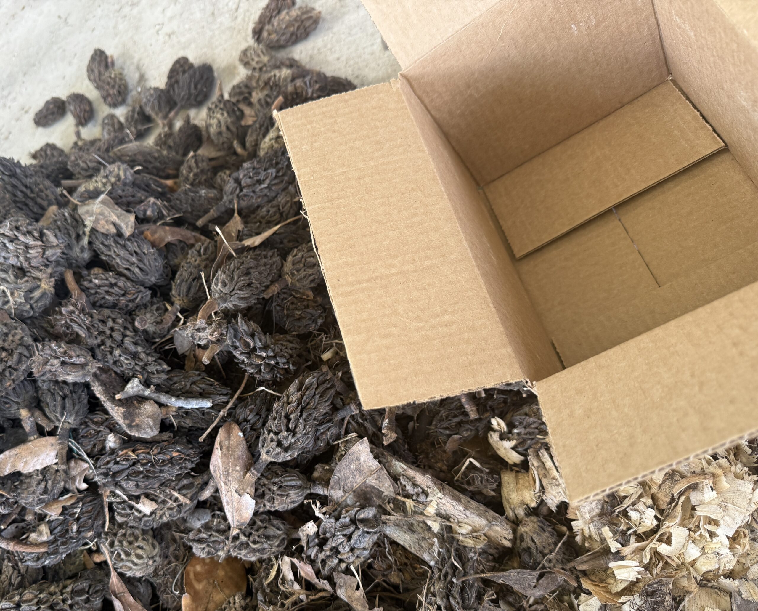 Magnolia Seed Pods - 2Lb Box - Image 3