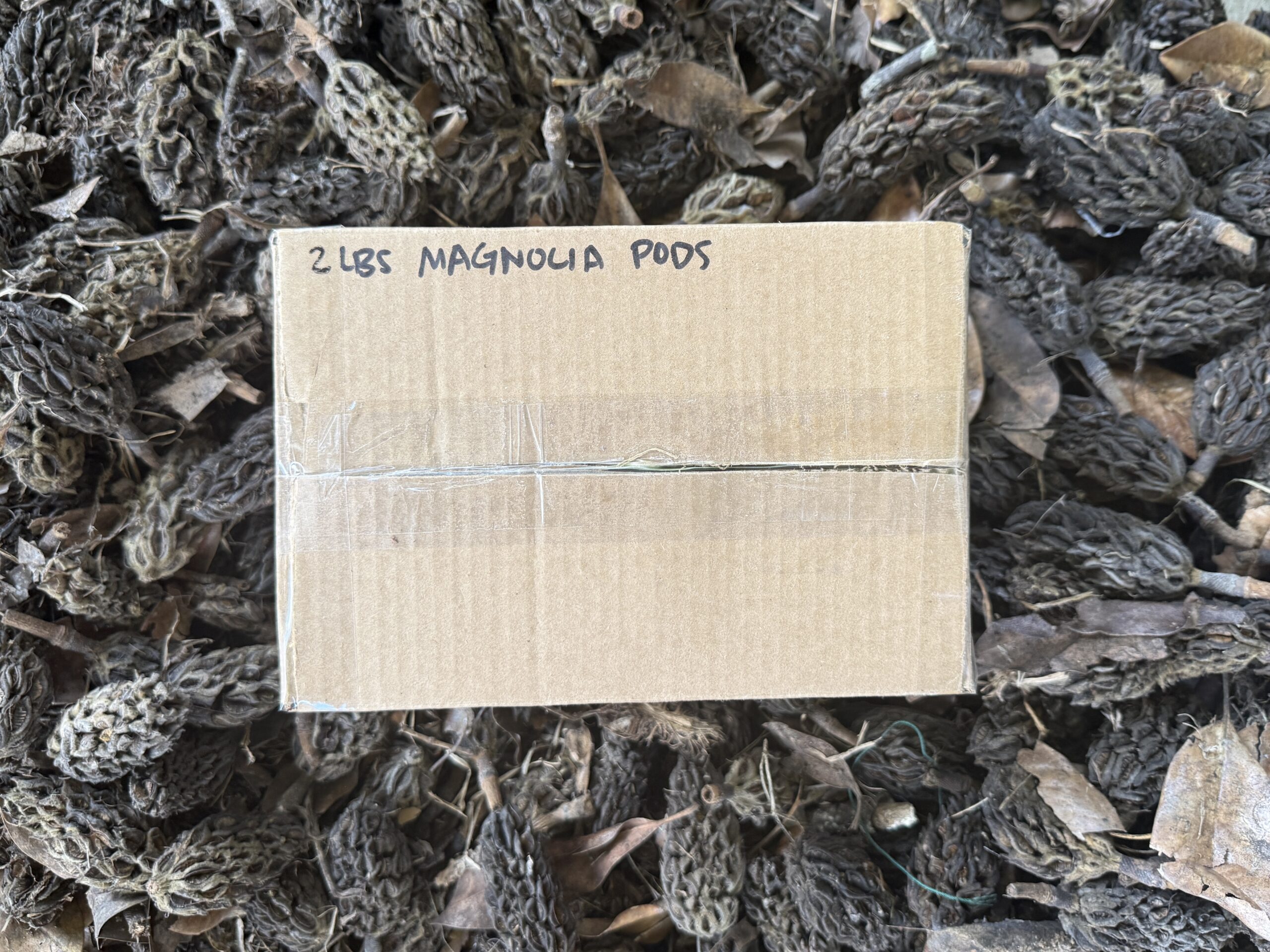 Magnolia Seed Pods - 2Lb Box - Image 2